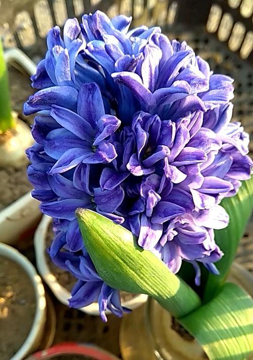 紫红色风信子花语探秘（神秘的紫红色风信子花语及其象征意义）