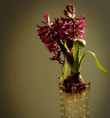 紫红色风信子花语探秘（神秘的紫红色风信子花语及其象征意义）