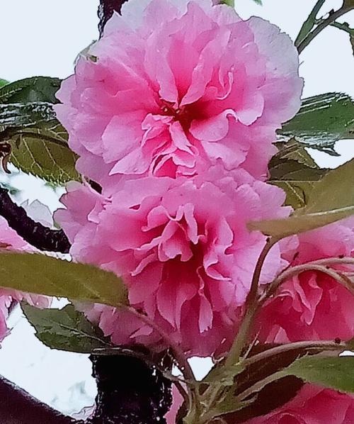 樱花粉色的花语（绽放在春天里的温暖希望）