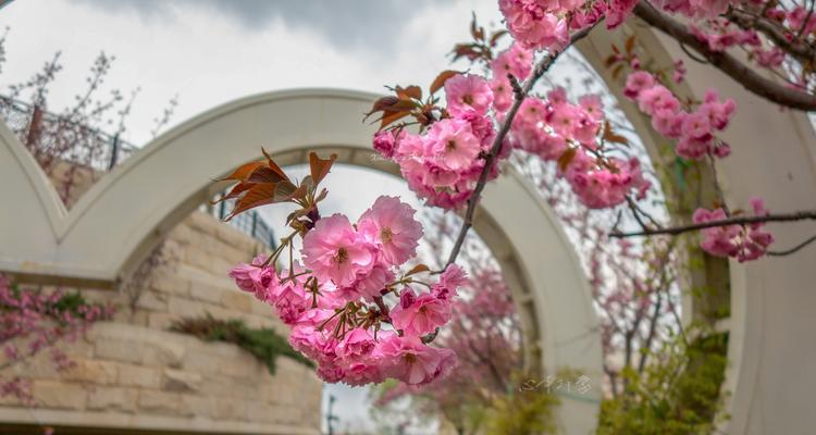 樱花粉色的花语（绽放在春天里的温暖希望）
