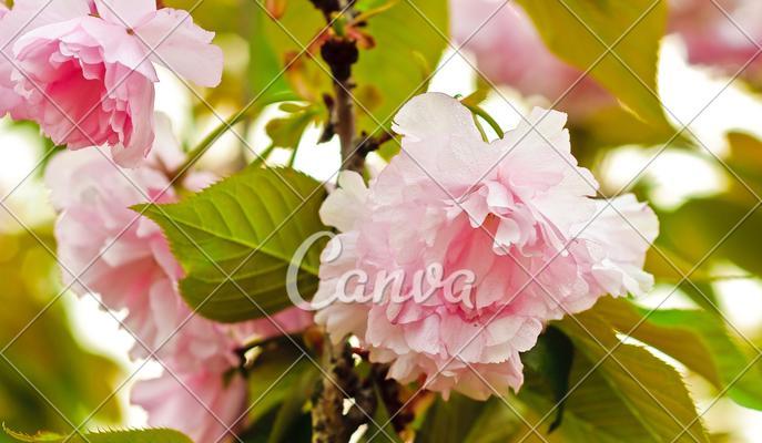 樱花粉色的花语（绽放在春天里的温暖希望）