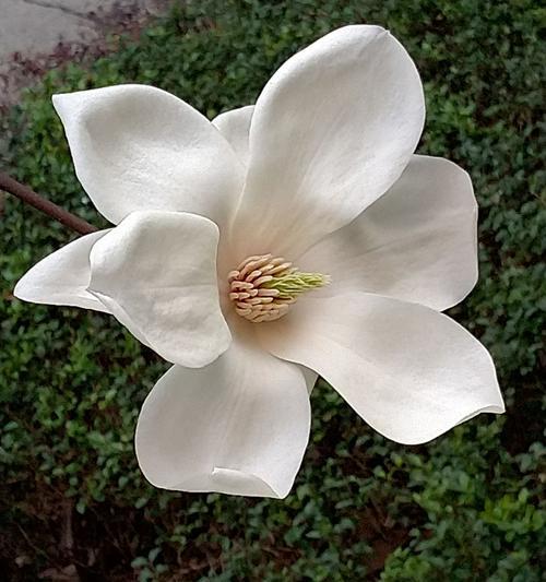 白玉兰花的花语与寓意——传递纯洁与高尚之美（白玉兰花的独特花语与深刻寓意）