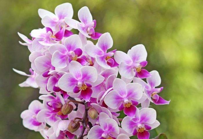 粉色紫罗兰的花语与意义（探寻粉色紫罗兰的深层内涵）