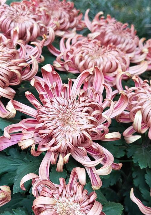 晋江市花白兰花的象征意义（古城独秀）