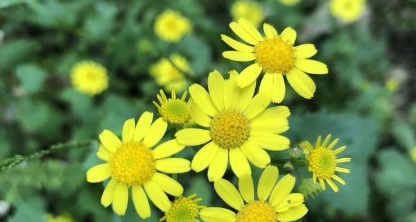 以蓝桉的花语探寻心灵的宁静（唤醒心灵深处的宁静力量）