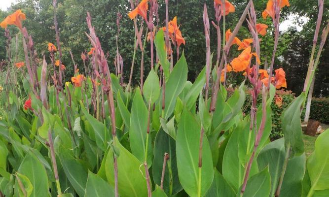 自负自恋的花语世界（以什么花代表自负自恋）