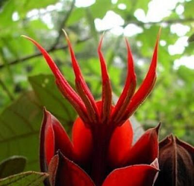 自负自恋的花语世界（以什么花代表自负自恋）