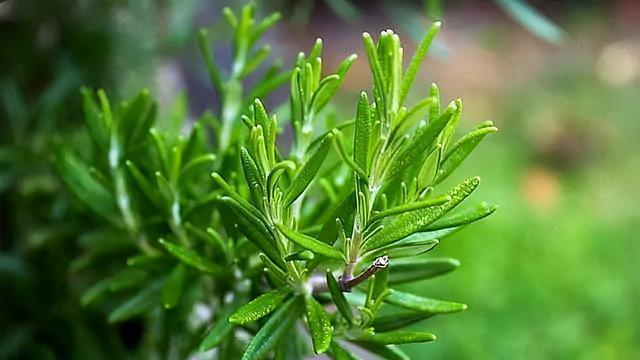 自负自恋的花语世界（以什么花代表自负自恋）