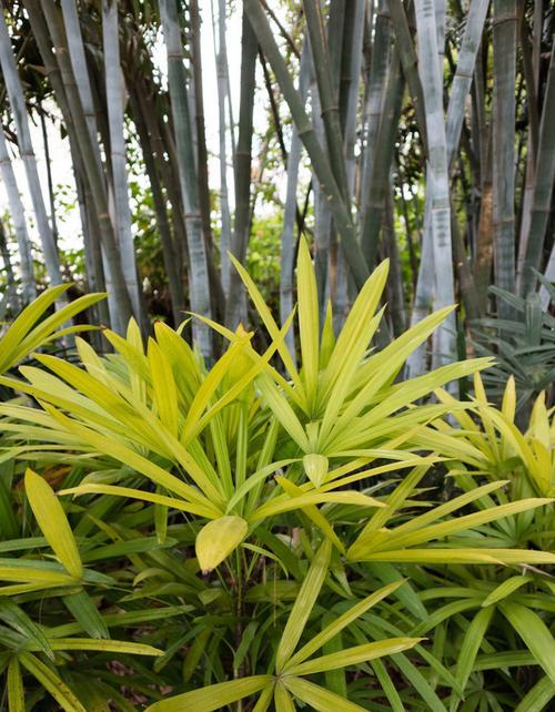 棕竹的寓意与象征意义（探寻大自然中的智慧与坚韧）