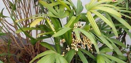 棕竹的寓意与象征意义（探寻大自然中的智慧与坚韧）