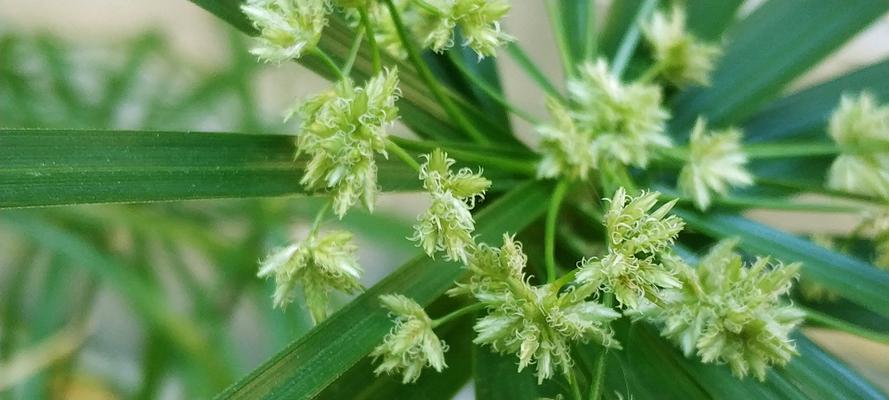 棕竹的寓意与象征意义（探寻大自然中的智慧与坚韧）