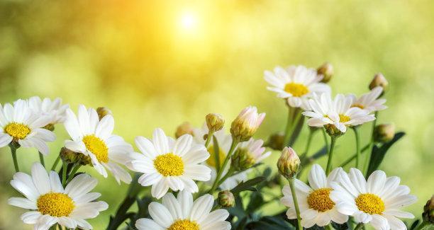 洋甘菊的花语及寓意（探索洋甘菊的象征意义与心理效应）