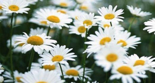 洋甘菊的花语及寓意（探索洋甘菊的象征意义与心理效应）