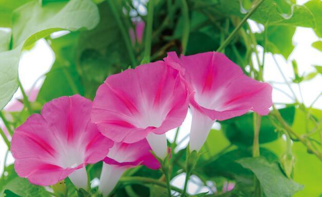 牵牛花的花语与象征意义（牵牛花的美丽与内涵）