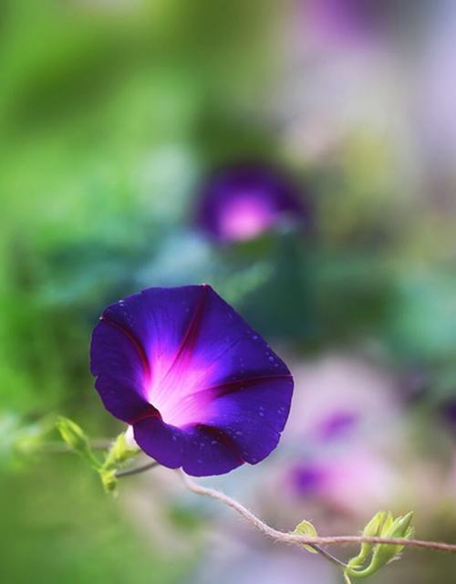牵牛花的花语与象征意义（牵牛花的美丽与内涵）