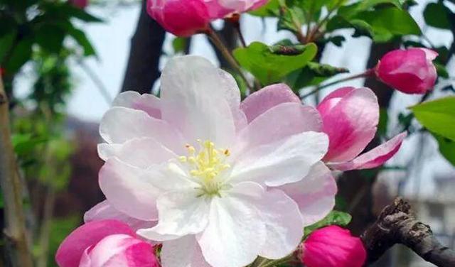 春天的花朵盛放——缤纷的春天之花（探索春天花海）