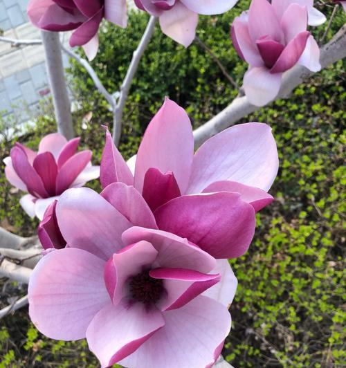 春天的花朵盛放——缤纷的春天之花（探索春天花海）