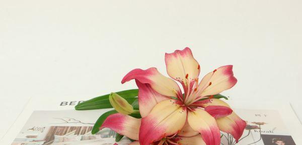 百合花（百合花的寓意与传说）