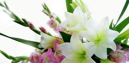 百合花（百合花的寓意与传说）