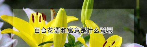 百合花（百合花的寓意与传说）