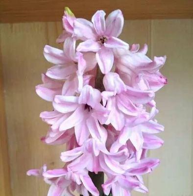 风信子花语（以风信子为媒）