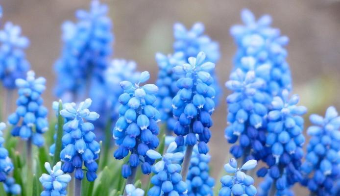 风信子花语（以风信子为媒）