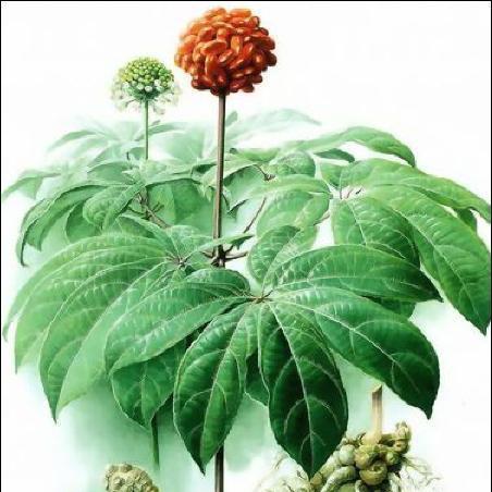 田七花盛开的绚烂色彩与寓意（探寻田七花开放时的美丽与哲理）