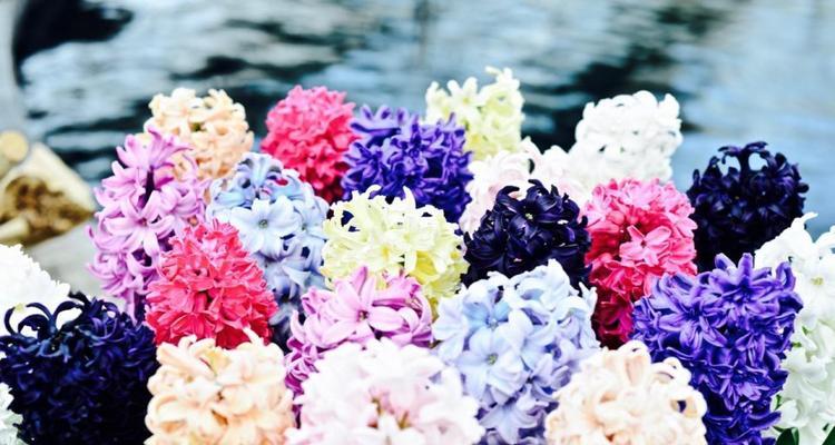 风信子花语的深刻含义（探索风信子花语的秘密与启示）