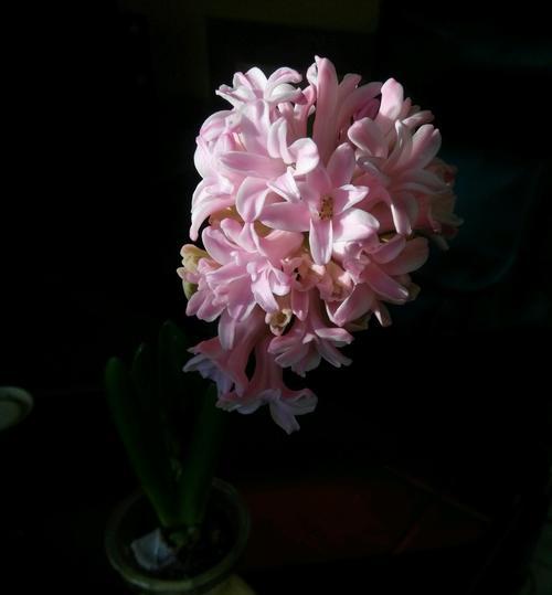 风信子花语的深刻含义（探索风信子花语的秘密与启示）