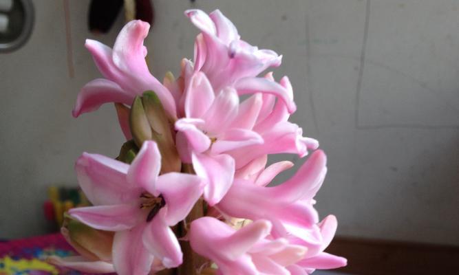 风信子花语的深刻含义（探索风信子花语的秘密与启示）