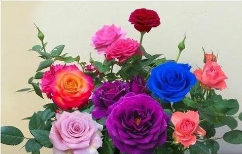 深情花海，藏着多少虐心（揭秘以花语比较虐心的花）