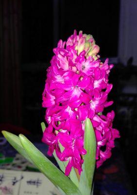 风信子开花的寓意与意义（探究风信子开花的象征与传承）