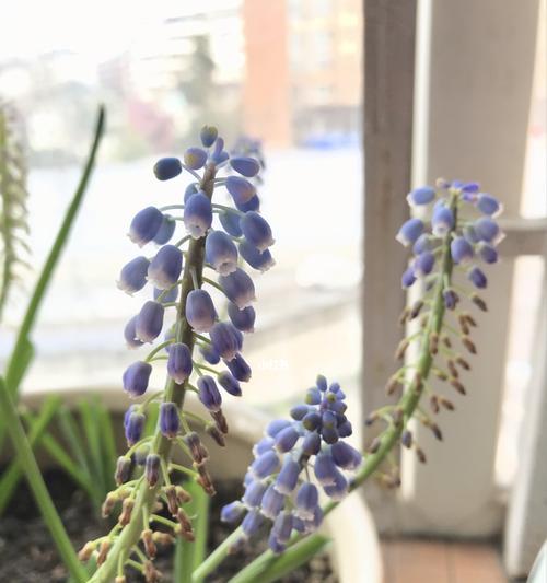 风信子开花的寓意与意义（探究风信子开花的象征与传承）