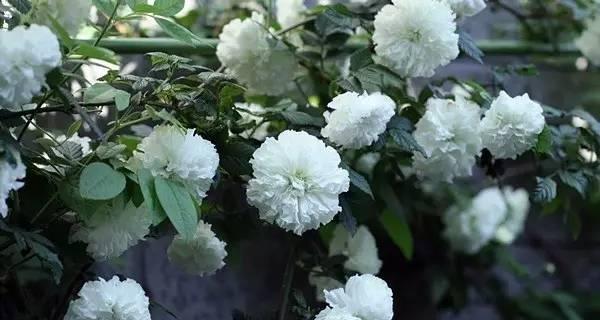 荼蘼花传说与花语（荼蘼花的神秘起源与深刻寓意）
