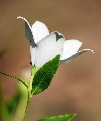 白色桔梗花的花语（桔梗花的象征意义与传说）