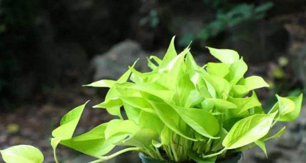 绿萝的花语和寓意-生命的希望与守护（守护自然之美）