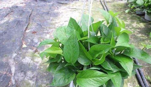 绿萝的花语和寓意-生命的希望与守护（守护自然之美）