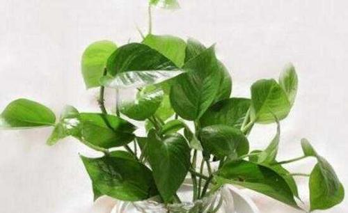 绿萝的花语和寓意-生命的希望与守护（守护自然之美）