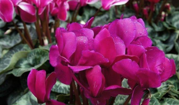 仙客来花语和寓意（探索不同仙客来花语和寓意）