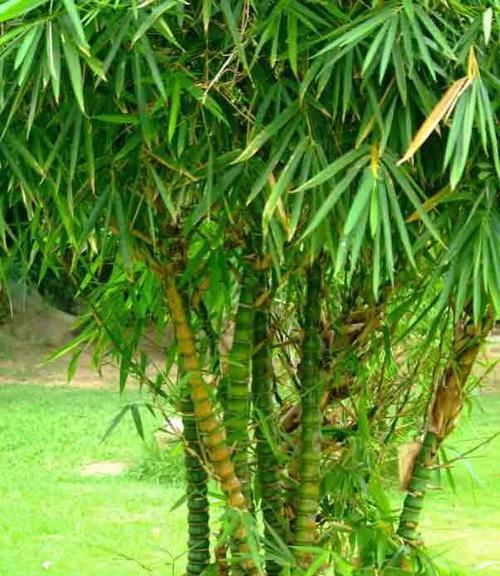 竹子的寓意与象征意义（揭示竹子的神秘魅力与哲学思考）