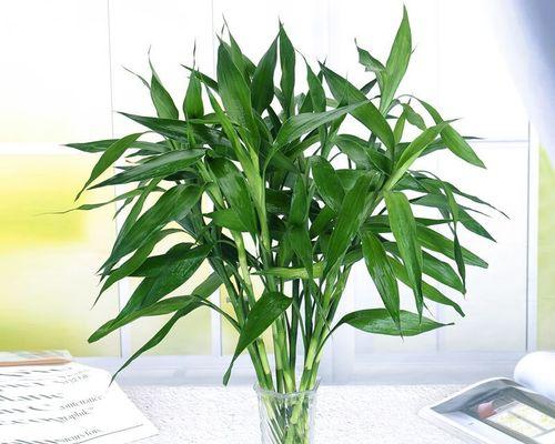 竹子的寓意与象征意义（揭示竹子的神秘魅力与哲学思考）