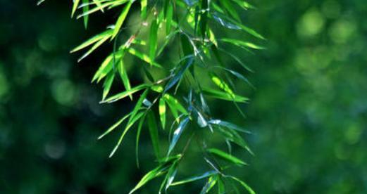 竹子的寓意与象征意义（揭示竹子的神秘魅力与哲学思考）