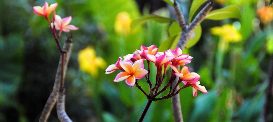 友谊之花（从花语到花色）