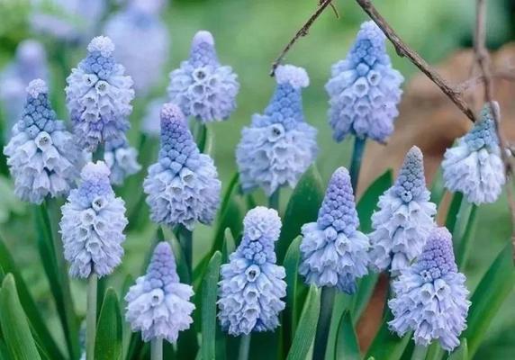 友谊之花（从花语到花色）