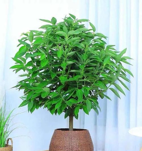 洋桔梗在家中的风水寓意与好处（了解洋桔梗的风水寓意与如何应用）