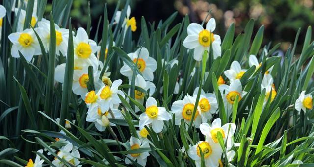 水仙花（探究水仙花的花语及代表意义）