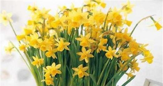 水仙花（探究水仙花的花语及代表意义）