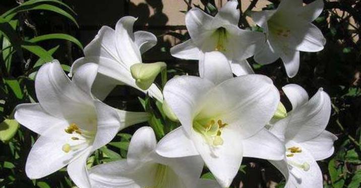 白百合花的象征意义及传承（纯洁）