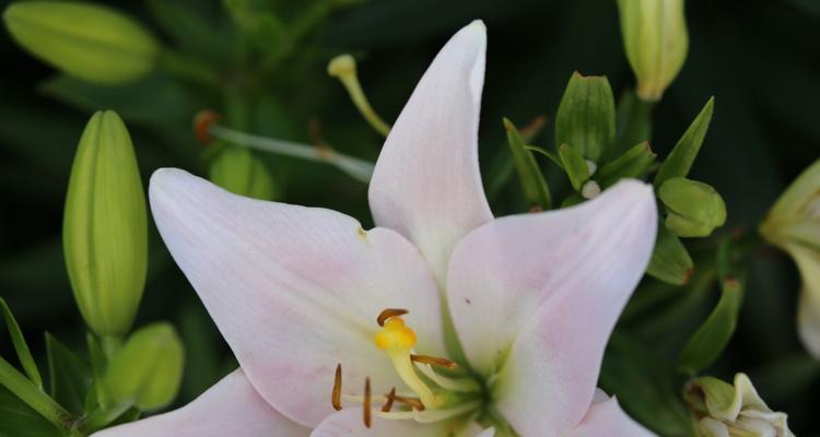 白百合花的象征意义及传承（纯洁）