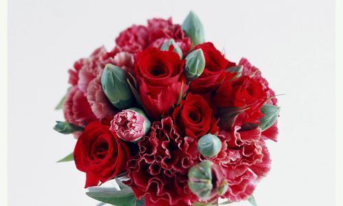 康乃馨的花语及其象征意义（用康乃馨表达真挚情感的含义与方法）